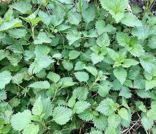 The plant that bites back