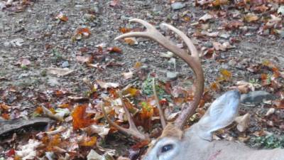 A buck wandered into our yard, changing the self-sufficiency equation on our homestead.