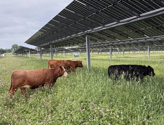 Growing power, growing food