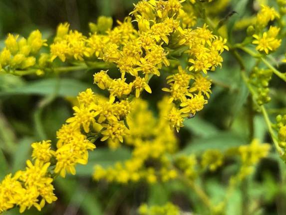 Many are wary of palling around with this wildflower, but their suspicion is misplaced.