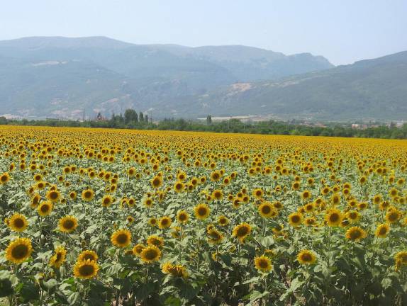 A field of sunflowers. Sunflower oil is a major Bulgarian export.