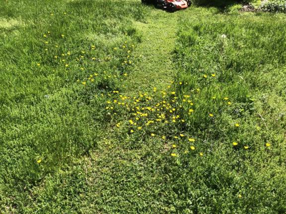 My yard, a drunkard’s path of buttercups