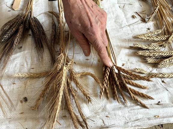 Don Lewis with some of the grain varieties he has collected and brought back to the Northeast.