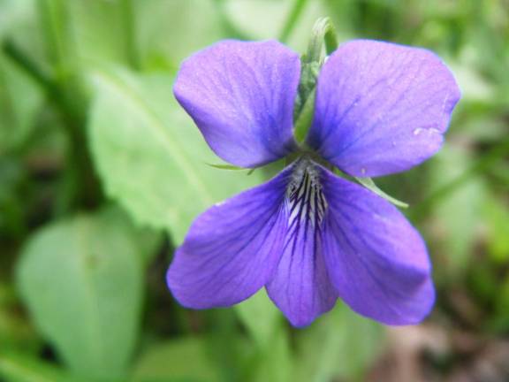 The common blue violet, <i>Viola sororia, </i>is the quintessential violet, abundant and easy to ID.