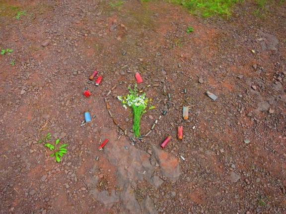 Bullet casings and wildflowers, Glasgow Mills Trail, Adirondacks