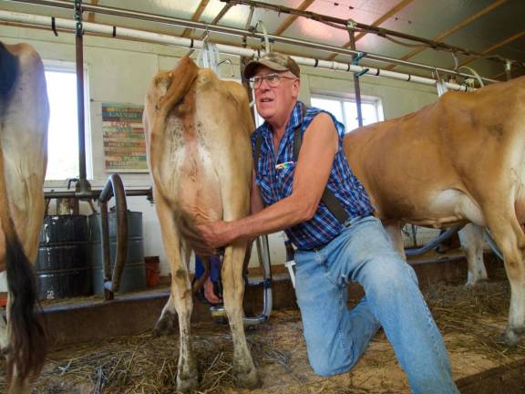 Rick Vreeland milking one of his Jersey cows. The Vreelands have added about 10 head since the pandemic so milking takes a little over an hour now, but “it’s still wonderful,” he says.