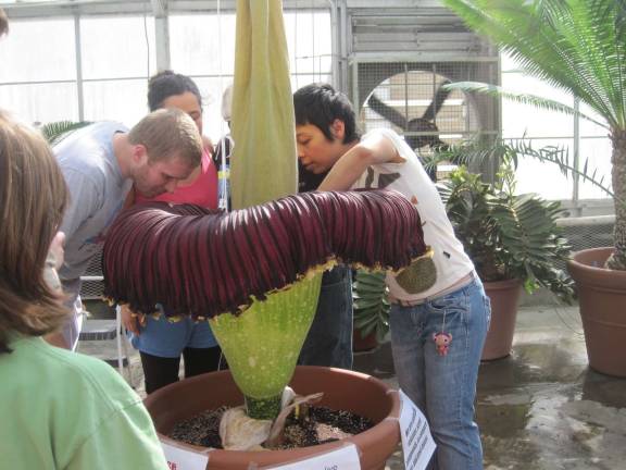 World’s largest, worst-smelling tropical flower blooms