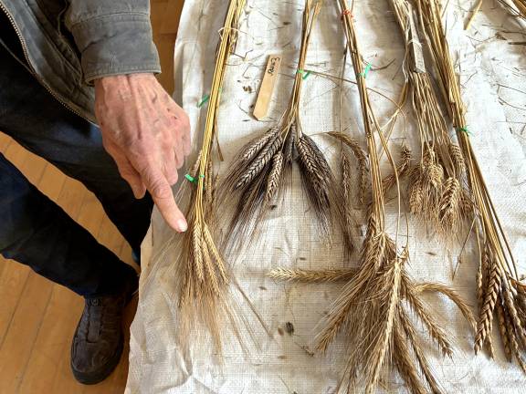 Lewis explains the genesis of the newest ancient grain, emmerye, the offspring of rye and emmer.