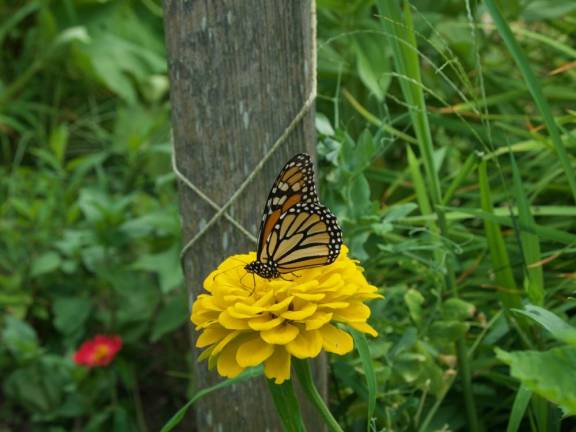 A monarch butterfly, recently classified as endangered, lands on a zinnea.