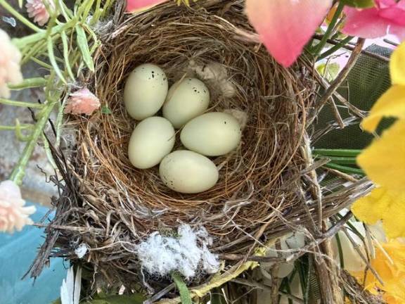 A house finch makes her nest
