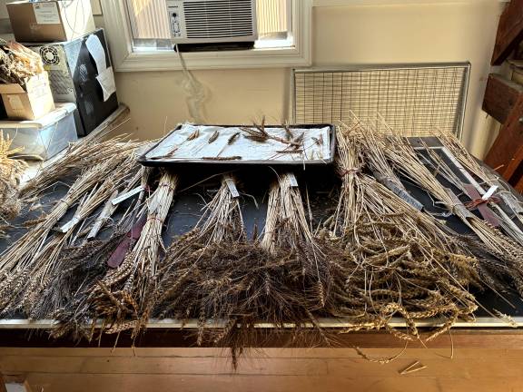Grain varieties on display on the second floor of the barn at Wild Hive Community Grain Project in Dutchess County, NY.