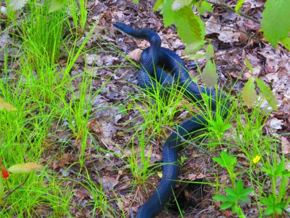 A black rat snake. Its iridescence looked, from one vantage point, deep black.