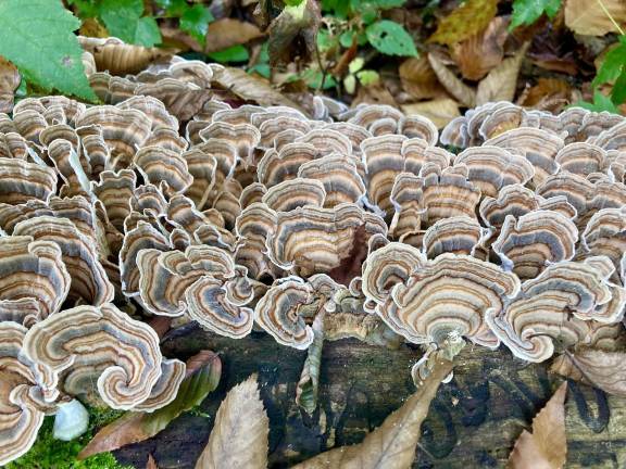 The mushroom that looks like autumn