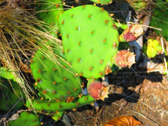 “Here again the forest changes, this time to a dry, rocky rib of dwarf pines and junipers, and even a patch or two of prickly pear cactus.”