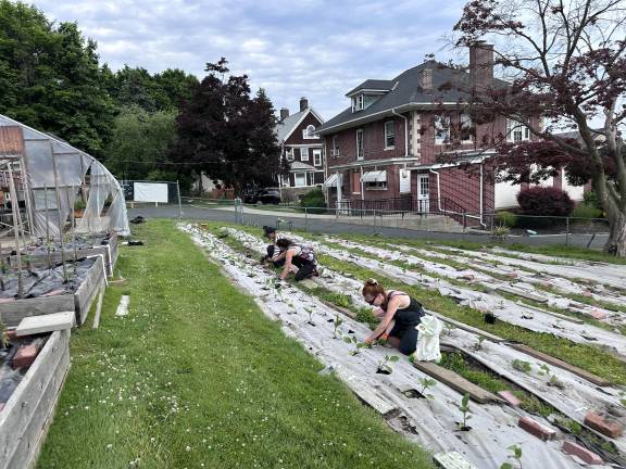 At Community Garden of Love in Haverstraw, Bertone’s latest project, volunteers plant 300 seedlings donated by a nearby farm.