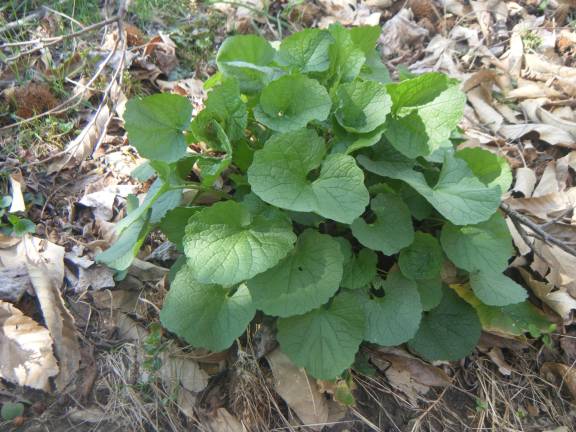 Garlic mustard