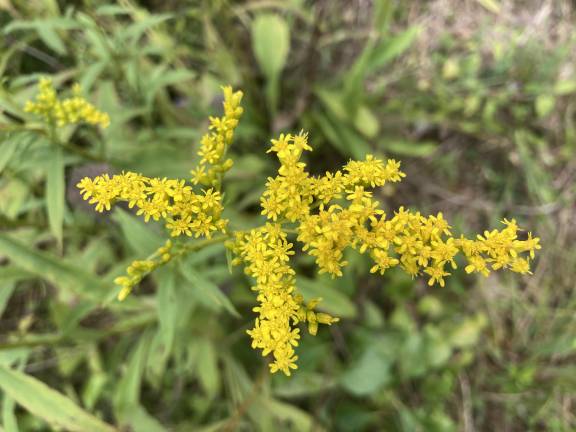 Many are unduly wary of goldenrod.