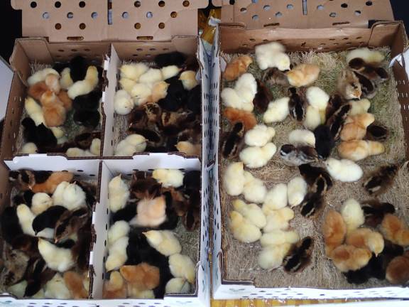 Is it okay to mail order chicks? The explosion of backyard chicken keeping is thanks largely to the hatcheries that make ordering chicks anywhere in the country a cinch. But is it okay to ship live chicks through the mail?
