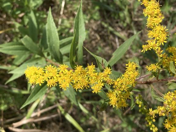 Goldenrod gets a bad rap