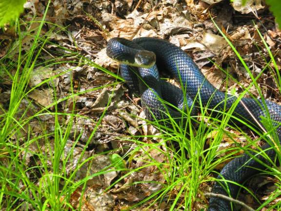 A black rat snake on the AT. During the shutdown, wildlife had it good.
