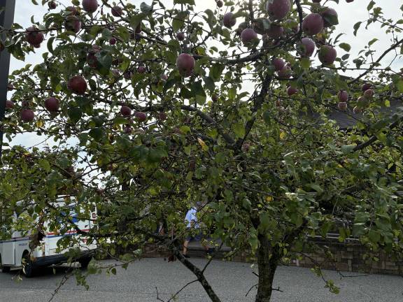 Our apple trees serve as a convenient snackbar steps from the office door.
