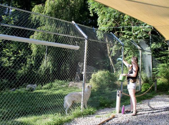 Wildlife Outreach Specialist Dana Goin throws raw turkey over the fence to a waiting wolf.