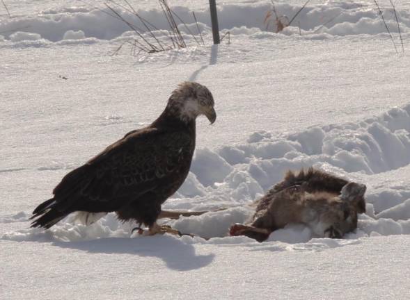 An immature bald eagle showed up last winter at Keith’s Farm in Greenville, NY for a much-needed protein boost.