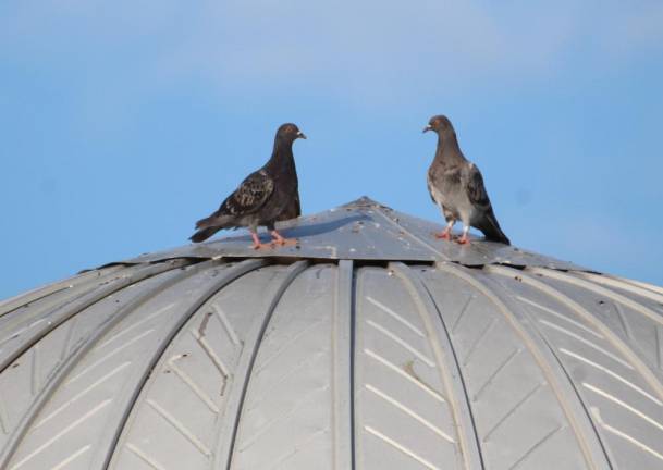 Over the decades, the population of silo pigeons remained remarkably stable -- until a recent inexplicable decline.