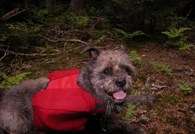 Twenty-five pounds of the world’s worst trail dog