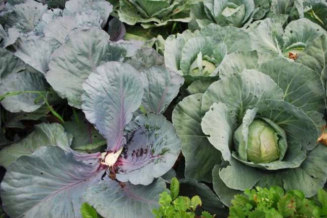 One cabbage down, many more to go in the Bell's Mansion garden.