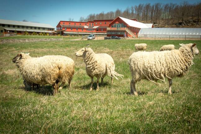The farm has grown to include sheep, pigs and cows and chickens. &quot;We're not just fussy hippies eating tofu,&quot; said CEO Patrick Dollard. &quot;I might be, but...&quot; Photo by Jesse Wall