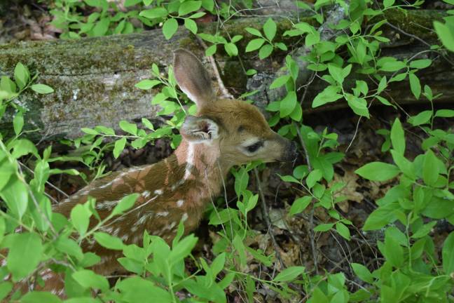 The noisy fawn