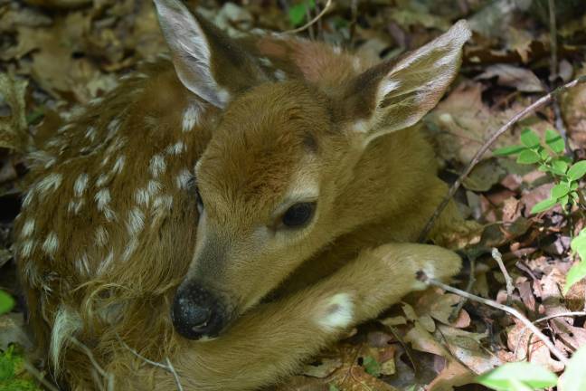 The noisy fawn