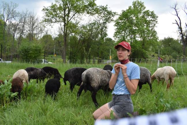 Alix with her sheep. She uses electric netting to strategically rotate them around the farm.