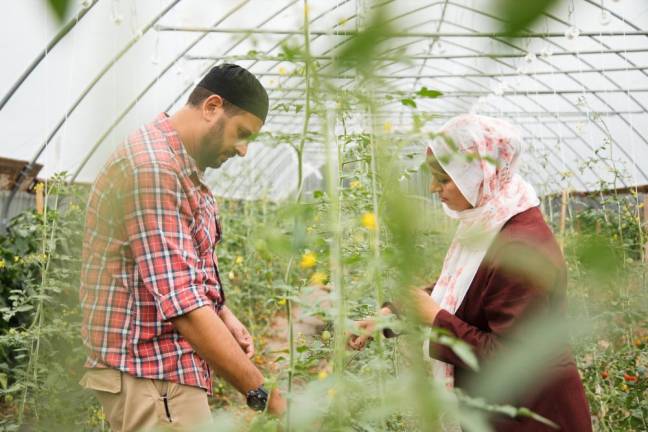 Samer Saleh and Diane Aboushi harvesting tomatoes
