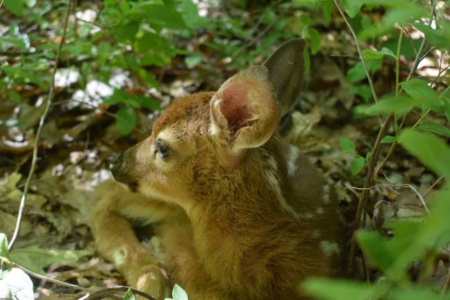 The noisy fawn