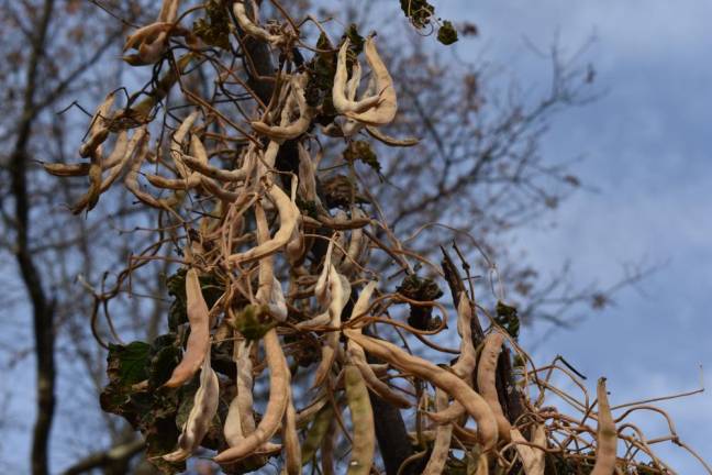 Beans drying on the tipi, some 10 feet off the ground.