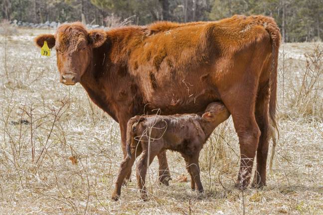 Meet the first calves of the year