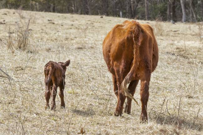 Meet the first calves of the year