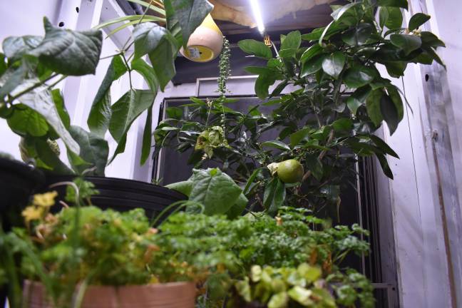 It may be an unlovely hole in the wall, but my closet jungle lifts my mood all winter.