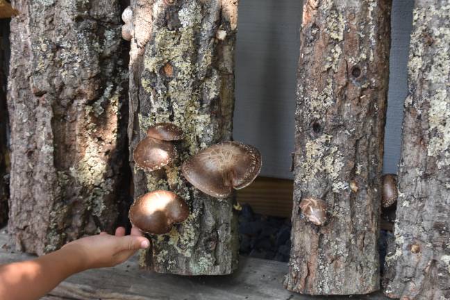 A young visitor to Venjara’s homestead examines a shiitake to see if it’s ready for harvest.