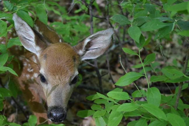 The noisy fawn