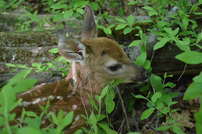The noisy fawn