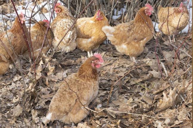 Chickens roam on the grounds of Freedom Farm Community in Otisville NY on March 1, 2022.