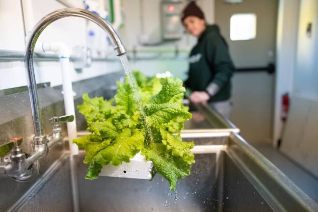 Kim Licurse, also a chef-turned-farmer, washing lettuces in preparation for harvest. As a chef, she works well in this space because she has been primed to “clean clean clean all the time,” she said.