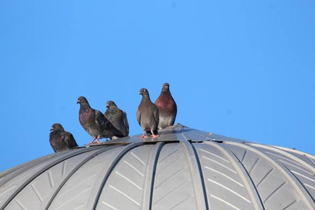 The silo pigeons, whose numbers have recently been decreasing.