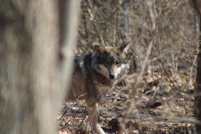 A wolf in the Conservation Center’s Species Survival Program.
