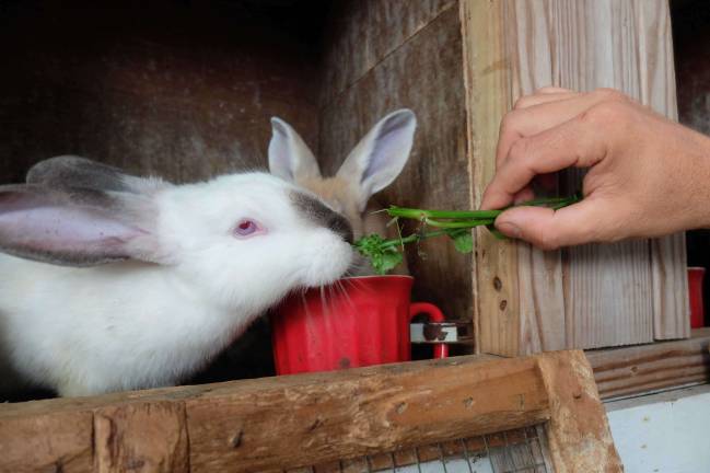 Feeding chicory to a young rabbit