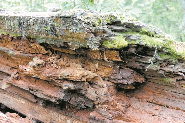 Rotten fallen tree detail in wild forest
