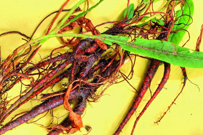 Entire harvested plants of yellow curly dock (Rumex) with roots stems and leaves on yellow table